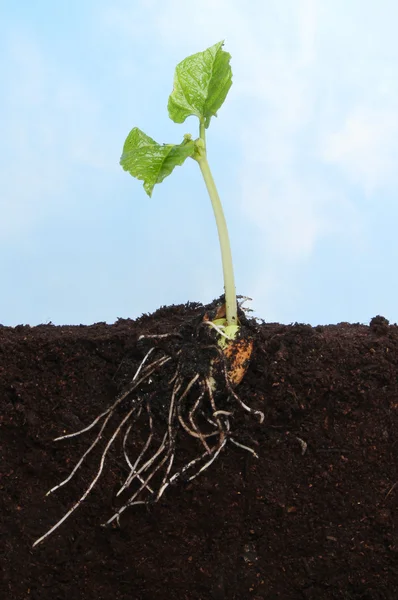 fide kesit görünümü