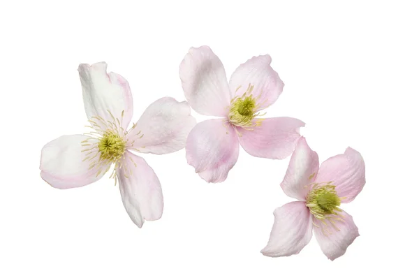 Цветы Клематиса — стоковое фото