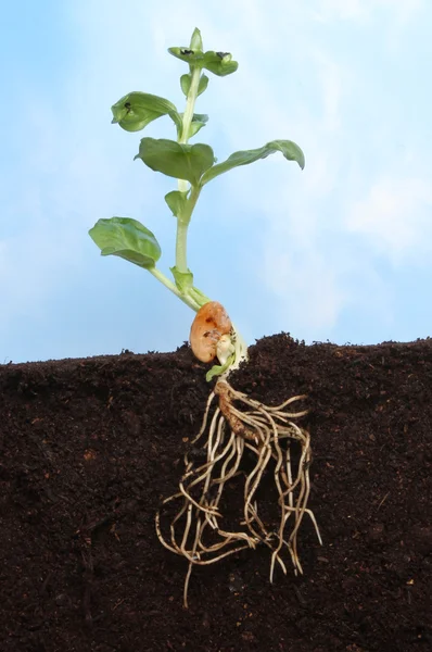 Seedling roots blue sky — Stock Photo, Image