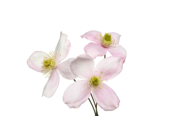 Clematis flores — Fotografia de Stock