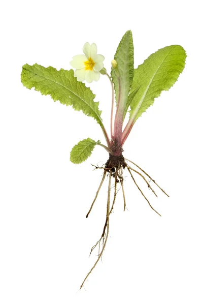 Primrose bitki — Stok fotoğraf