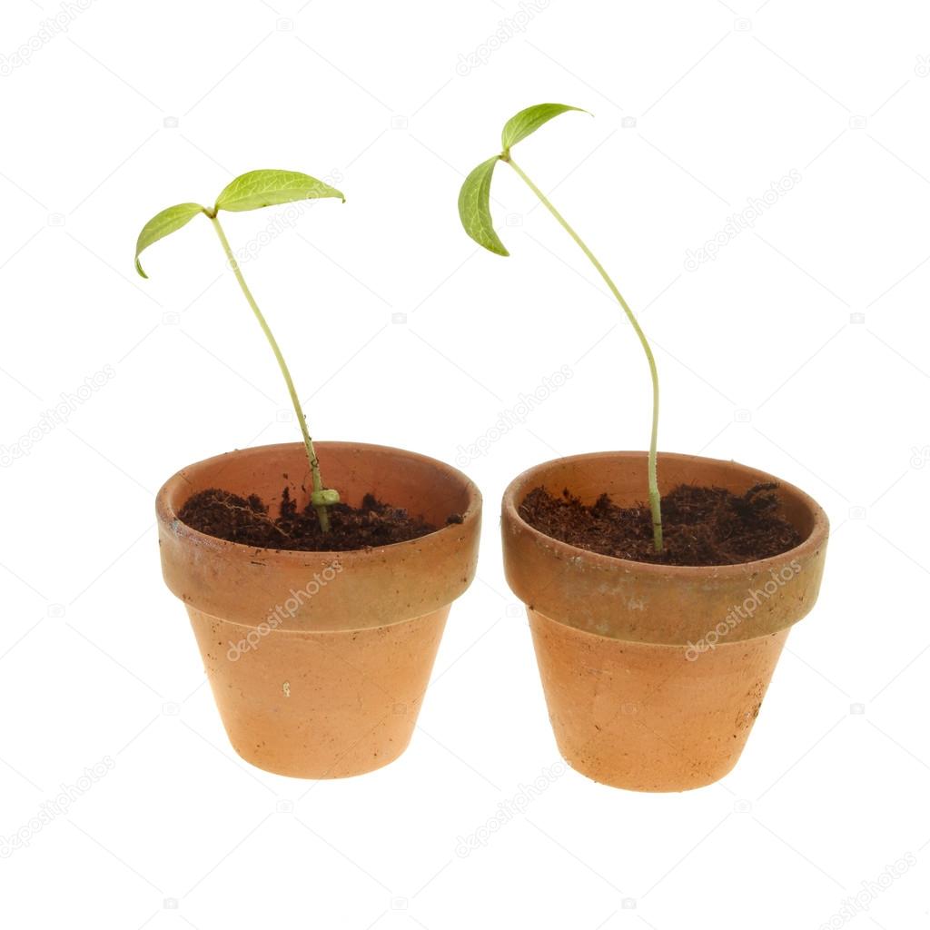 Two seedlings