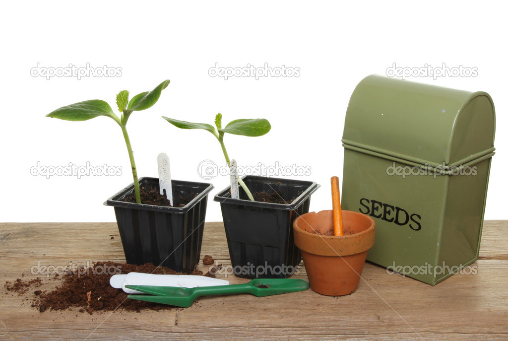 Seedlings on a bench