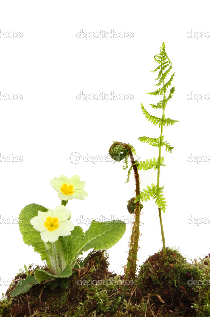 Primrose and ferns