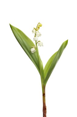 Vadideki Lilly