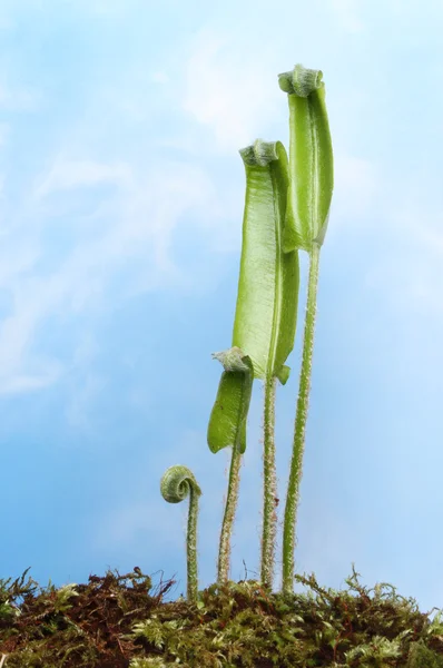 Hearts tongue fern — Stock Photo, Image