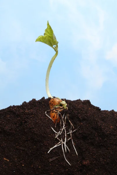 Seedling against blue sky — Stock Photo, Image