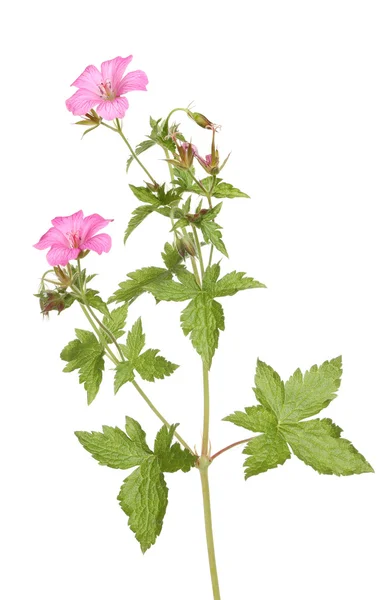 Pelargonia — Zdjęcie stockowe