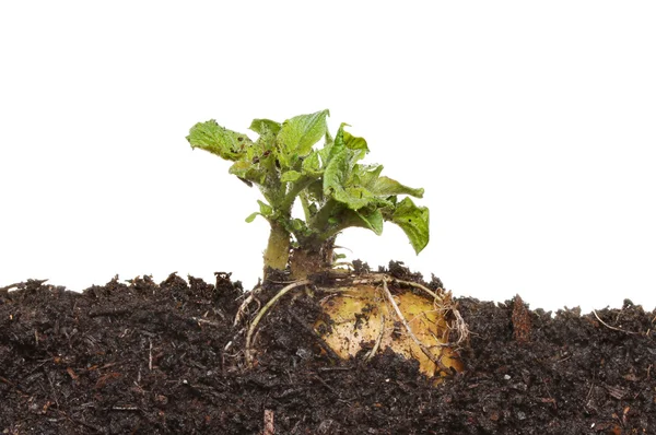 Πατάτα βλάστησης — Φωτογραφία Αρχείου