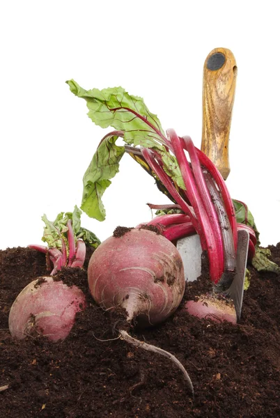 Beetrot skörd — Stockfoto