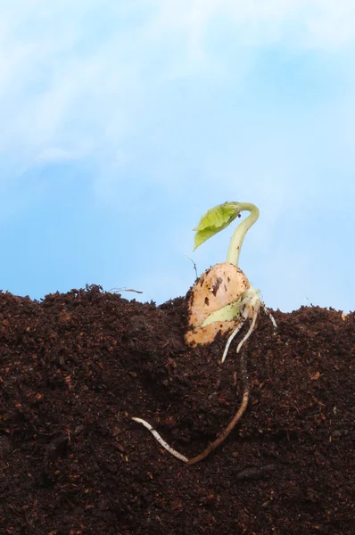 Sementes germinadas — Fotografia de Stock