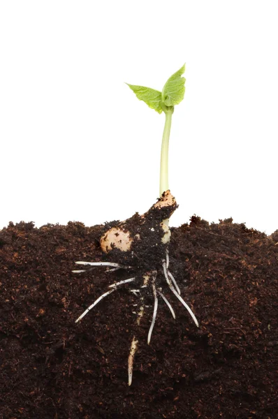 Germinated seedling — Stock Photo, Image