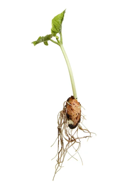 発芽の豆 — ストック写真