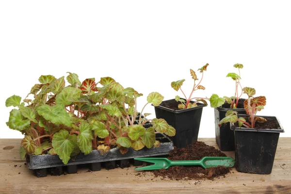 Letní lůžkoviny rostliny — Stock fotografie
