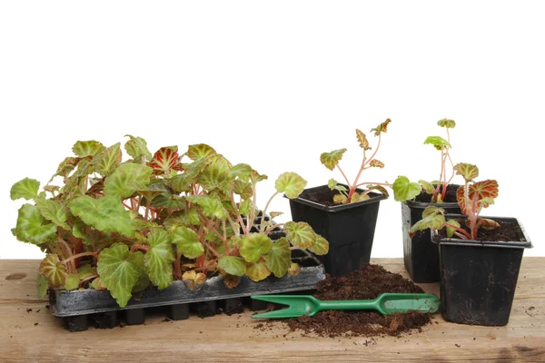 Zomer perkplanten — Stockfoto