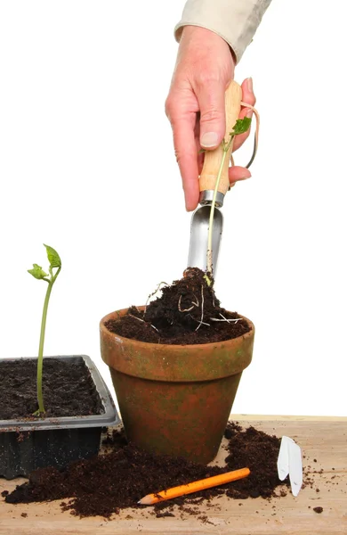 Hand transplanting seedling — Stock Photo, Image