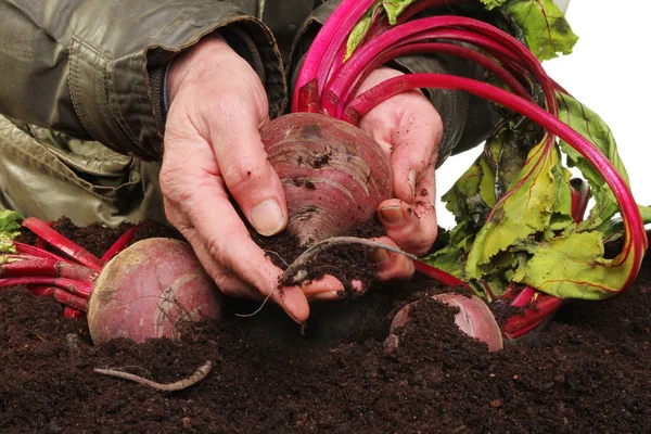 Hands with beetroot — Stock Photo, Image