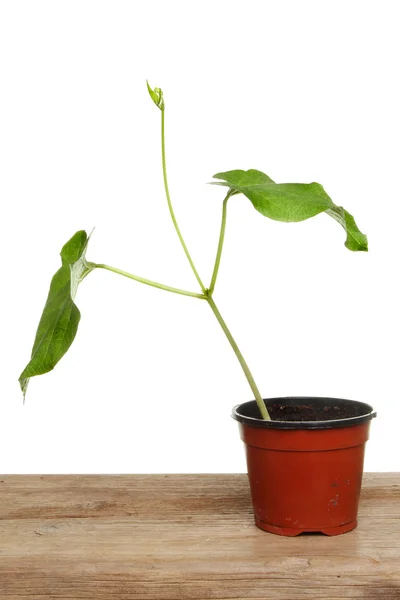 Runner bean bitki — Stok fotoğraf