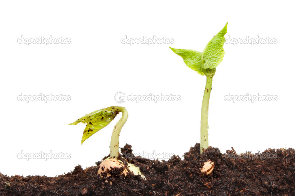 Two seedlings