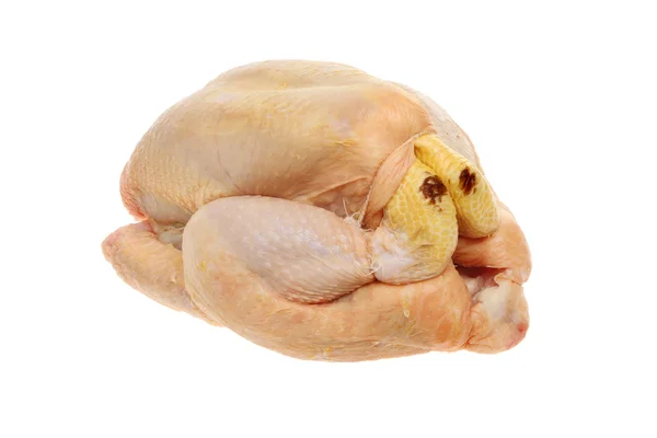 Pollo nutrito con mais — Foto Stock