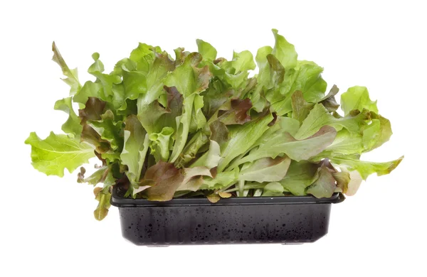 Hojas de ensalada — Foto de Stock