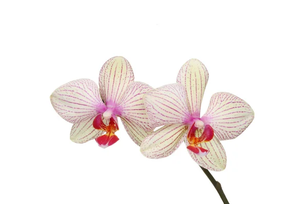 Orchidea — Foto Stock