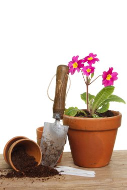 Primrose ve tencere
