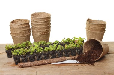 zaailingen en potten