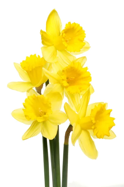 Daffodil group — Stock Photo, Image