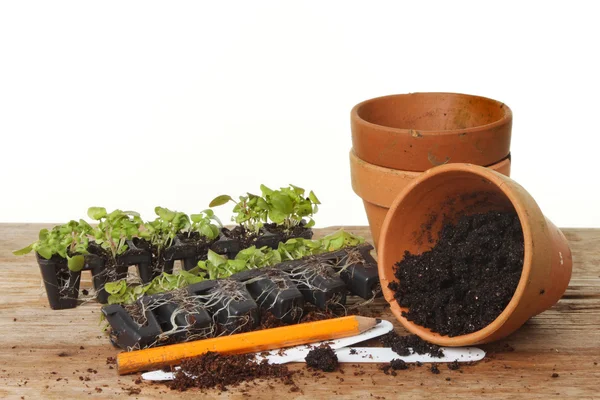 Potting plug plants — Stock Photo, Image