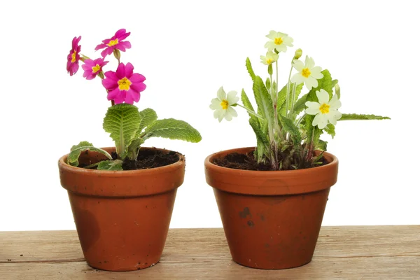 Primrose plants — Stock Photo, Image