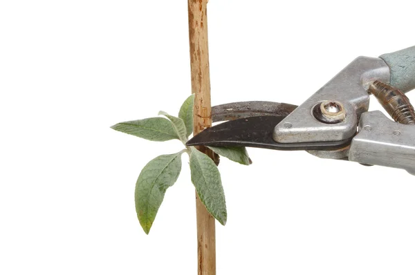 Shrub pruning — Stock Photo, Image