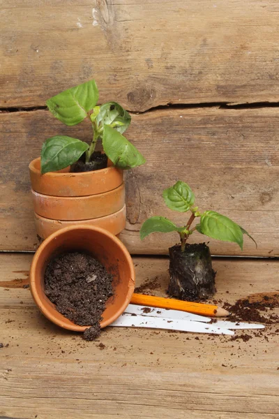 実生植物と鉢 — ストック写真