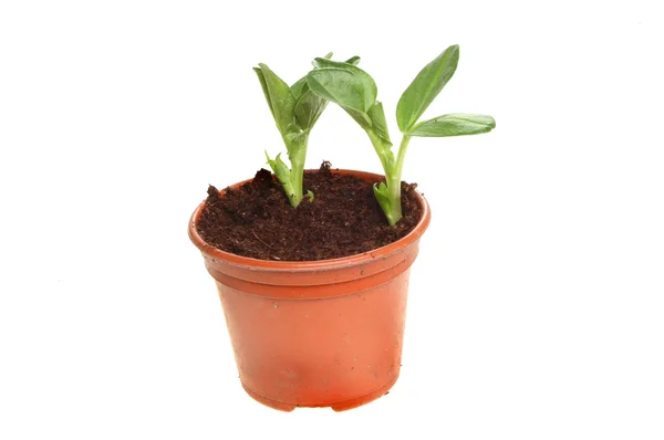 Plant seedlings in a pot — Stock Photo, Image