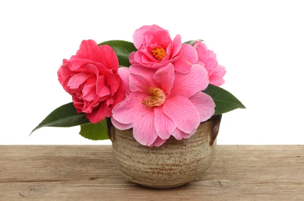 Camellia bloemen — Stockfoto