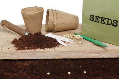 bezelye tohumları ve tencere