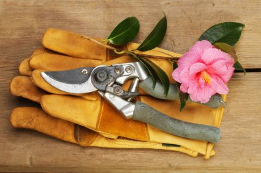 secateurs eldiven ve Kamelya