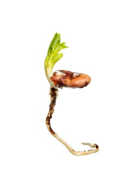 fasulye tohum çimlenme
