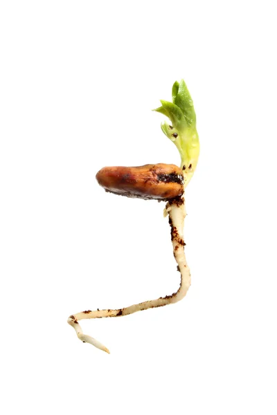 Germinating seed — Stock Photo, Image