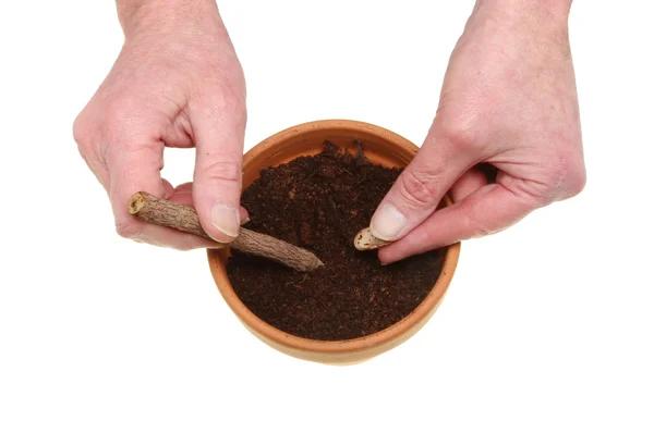 Hands planting seed — Stock Photo, Image