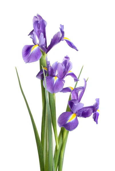Virág írisz csoport — Stock Fotó