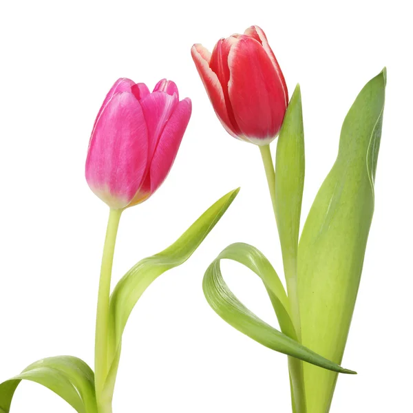 Zwei Tulpen — Stockfoto
