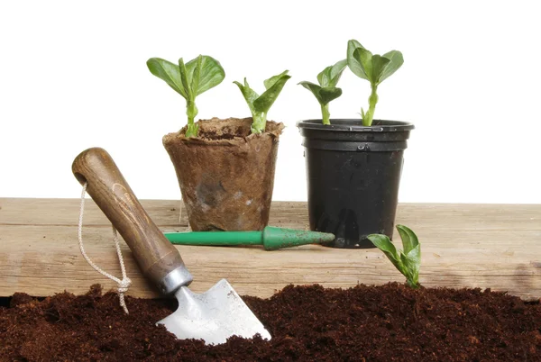 Plantering plantor — Stockfoto