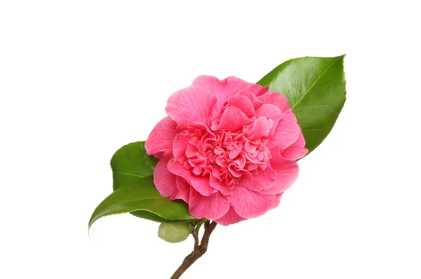 Red camellia flower — Stock Photo, Image
