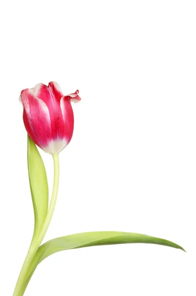 Red and white tulip — Stock Photo, Image