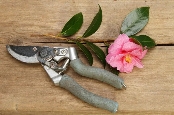 Secateurs ve Kamelya — Stok fotoğraf