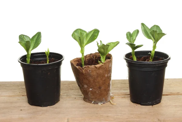 Broad bean seedlings — Stock Photo, Image