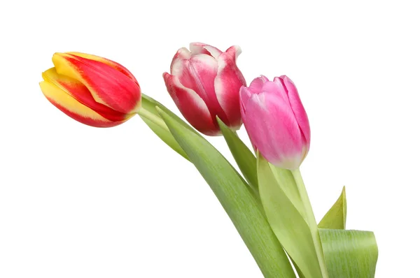 Три цветка тюльпана — стоковое фото