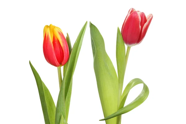 Paar Tulpen — Stockfoto