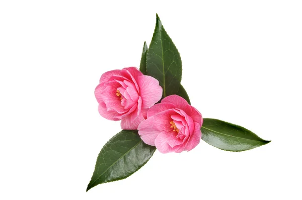 Twee camellia bloemen — Stockfoto